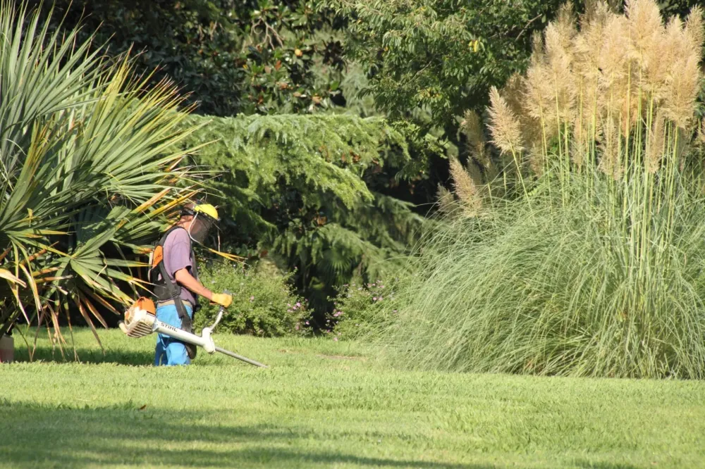 Débroussaillage arbre à Saint-Cézaire-sur-Siagne